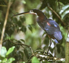 Agami Heron